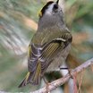 Golden-crowned Kinglet